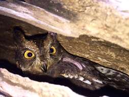 Image of Madagascar Scops-owl