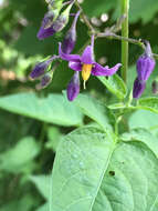 Image of Solanum dulcamara var. dulcamara