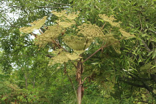 Image of Angelica ursina (Rupr.) Regel