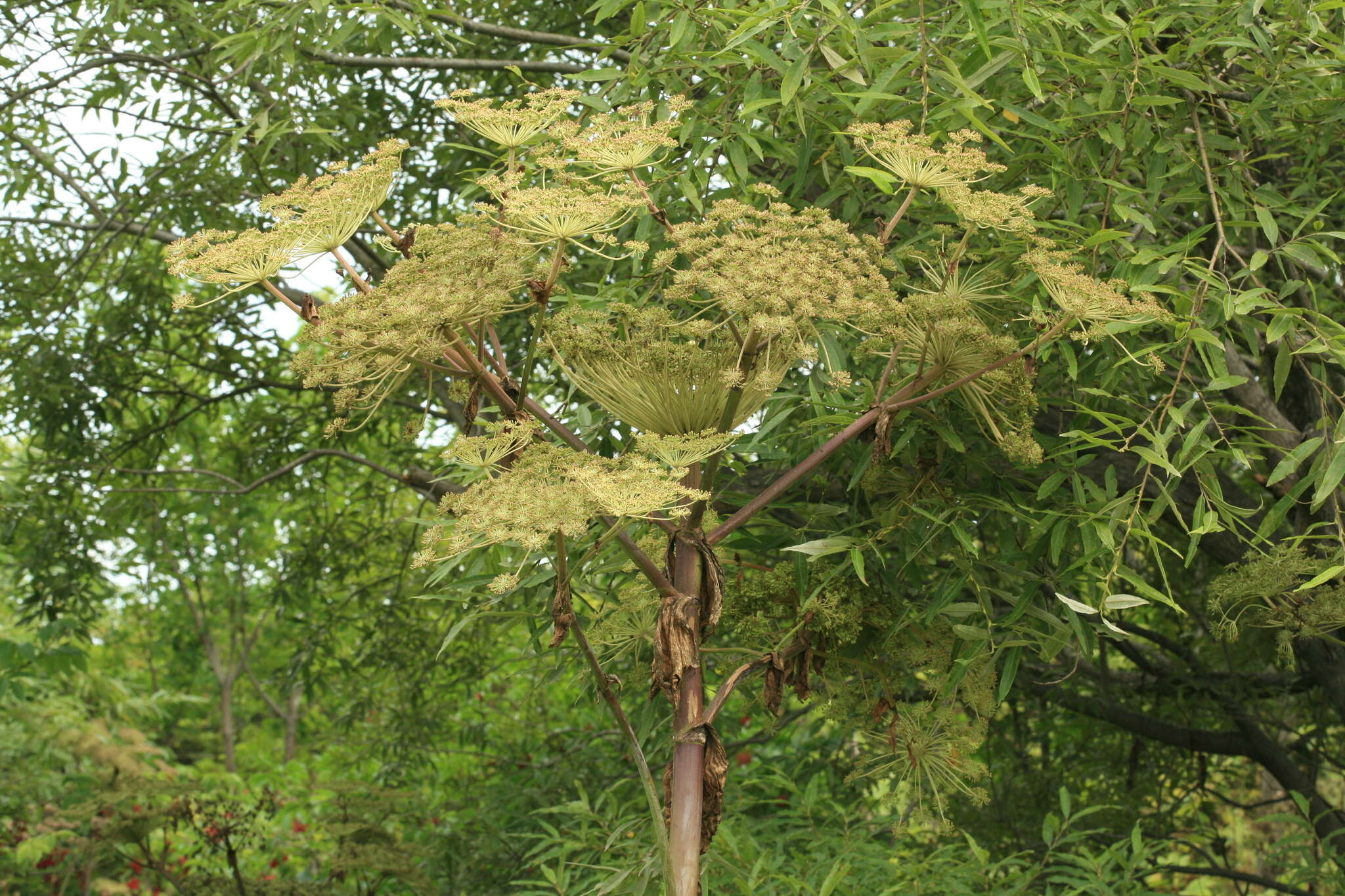 Image of Angelica ursina (Rupr.) Regel