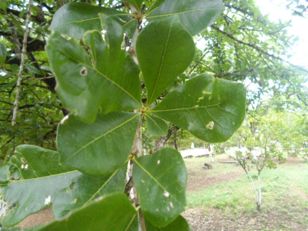 Crescentia cujete L. resmi