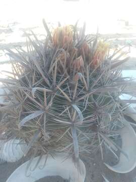 Ferocactus santa-maria Britton & Rose resmi