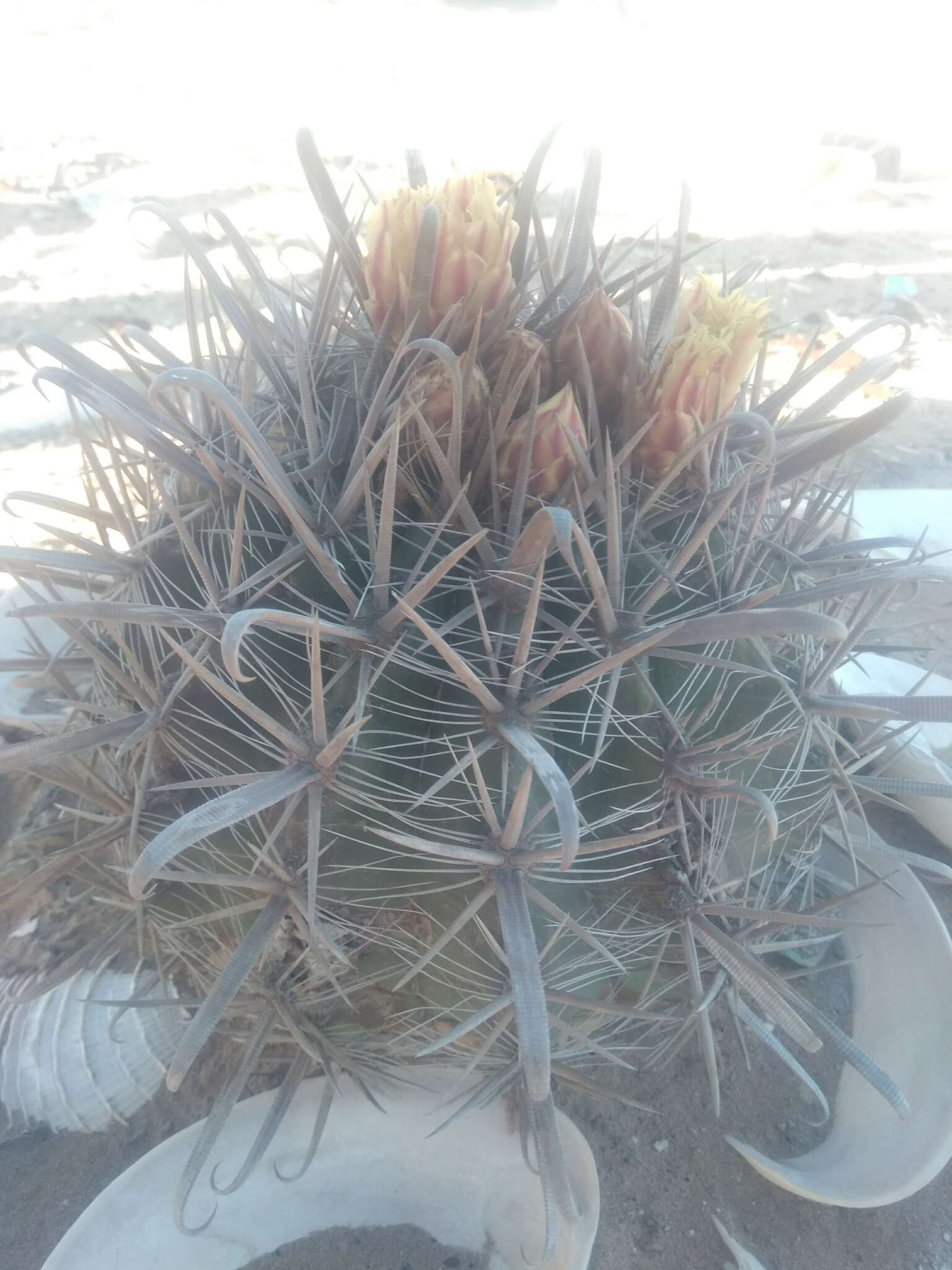 Ferocactus santa-maria Britton & Rose resmi