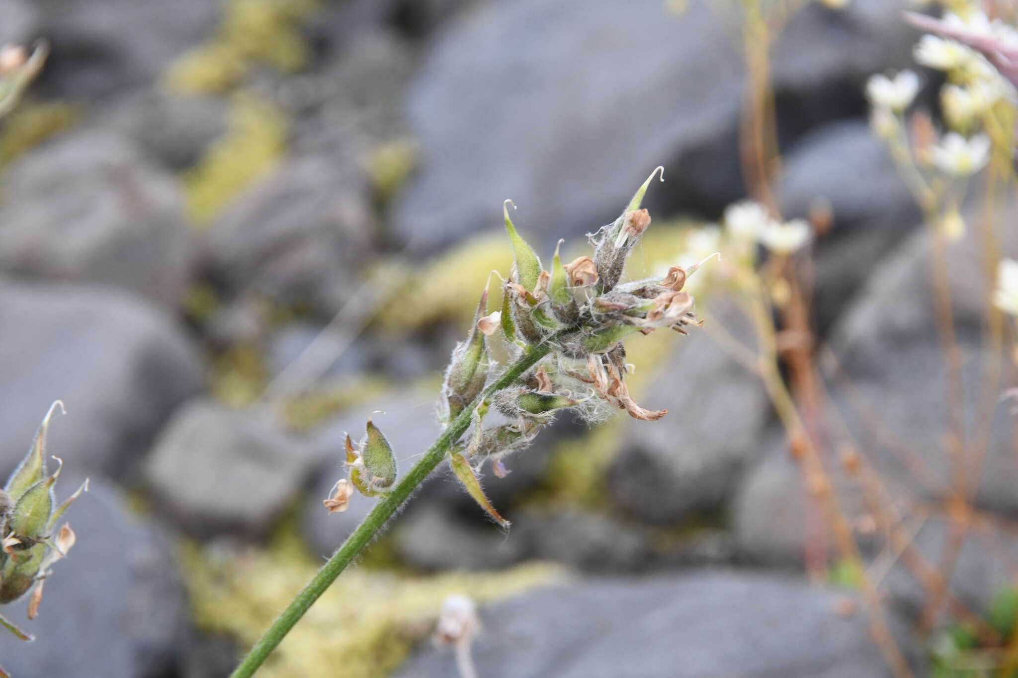 Image of Oxytropis czekanowskii Jurtzev