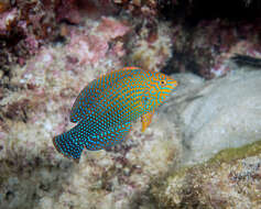 Image of Geoffroy's wrasse