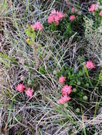 Image of Aspalathus rosea R. Dahlgren