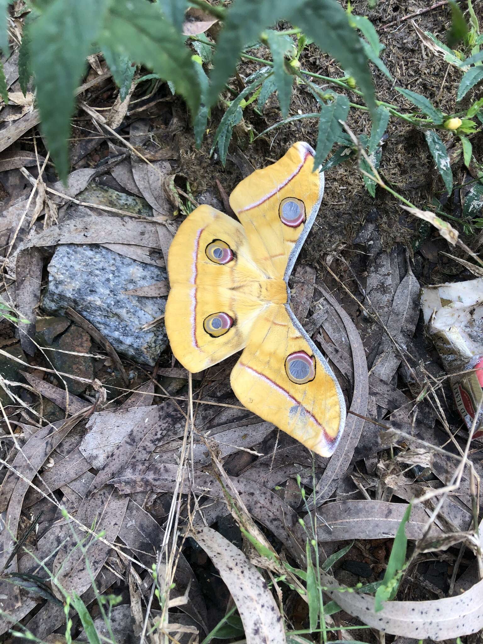 Image of Tasar Silkmoth