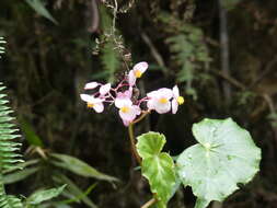 Image of Begonia bracteosa A. DC.