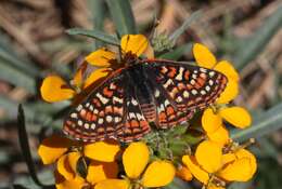 Image de Euphydryas editha (Boisduval 1852)