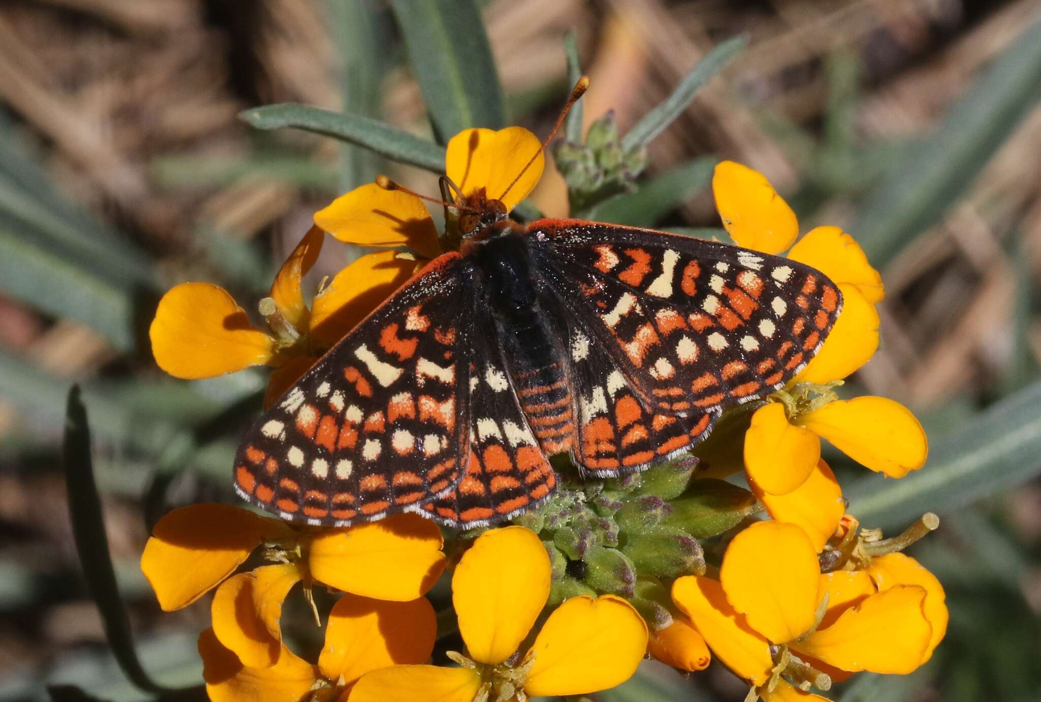 Image de Euphydryas editha (Boisduval 1852)