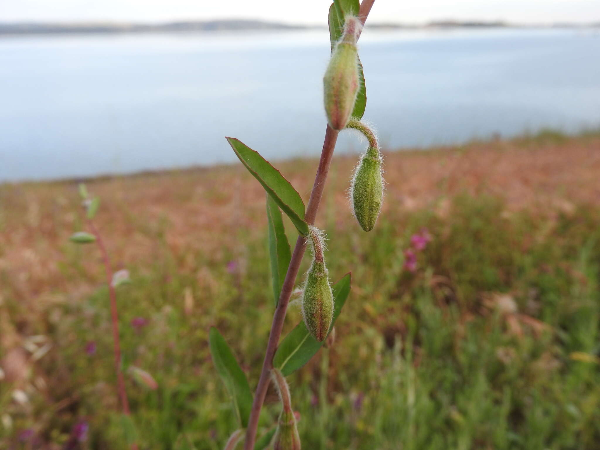 Image of elegant clarkia