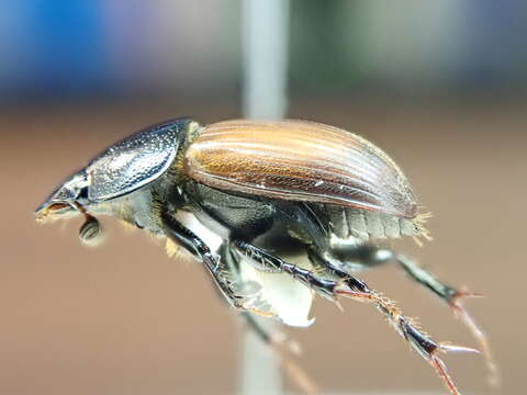 Imagem de Acrossus rubripennis (Horn 1870)