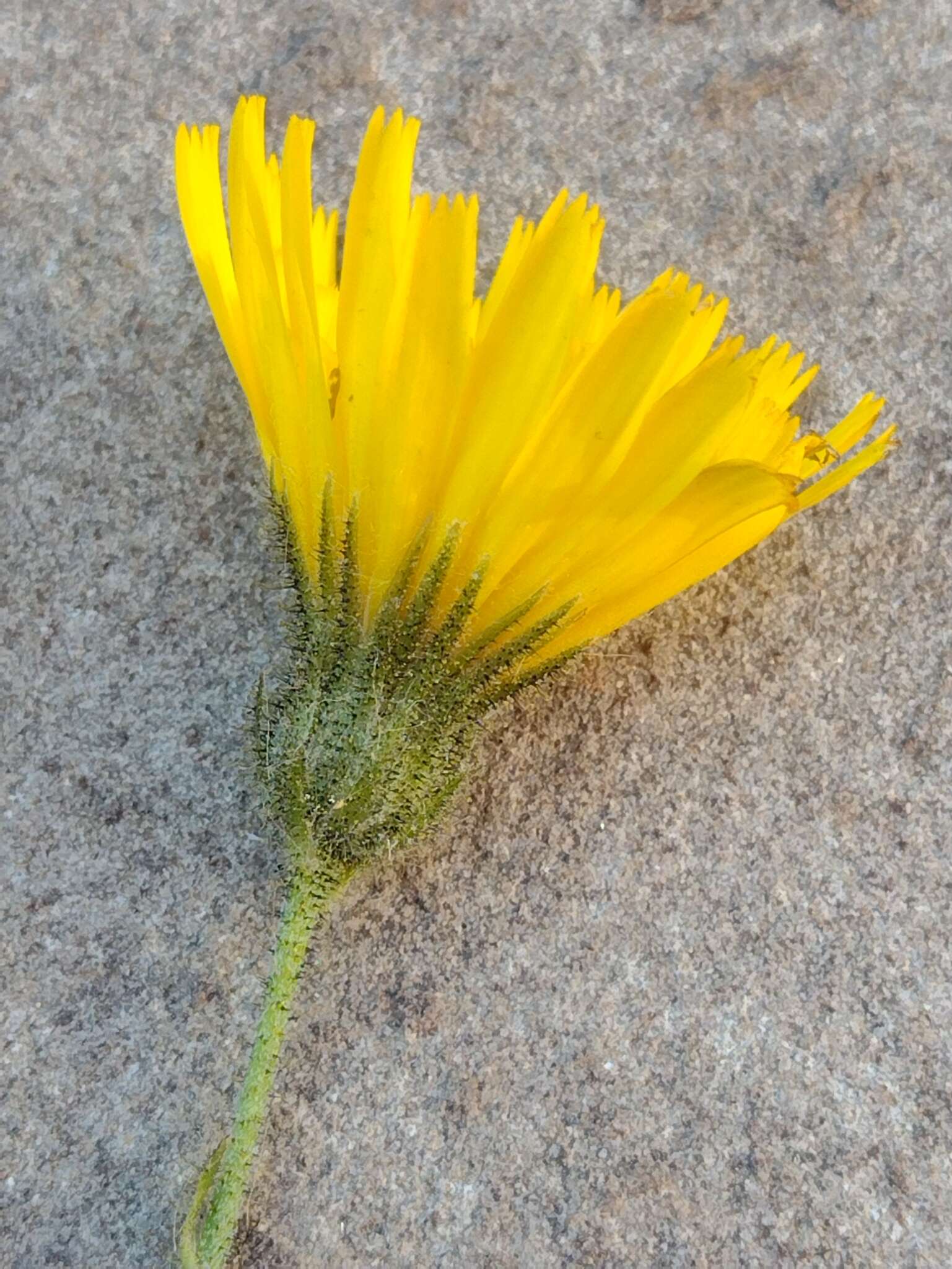 Imagem de Hieracium amplexicaule subsp. spelaeum (Arv.-Touv.) Zahn