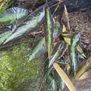 Image of Begonia variabilis Ridl.