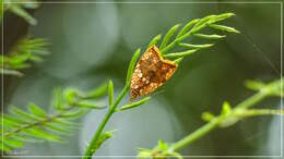 Image of Gabala argentata Butler 1878