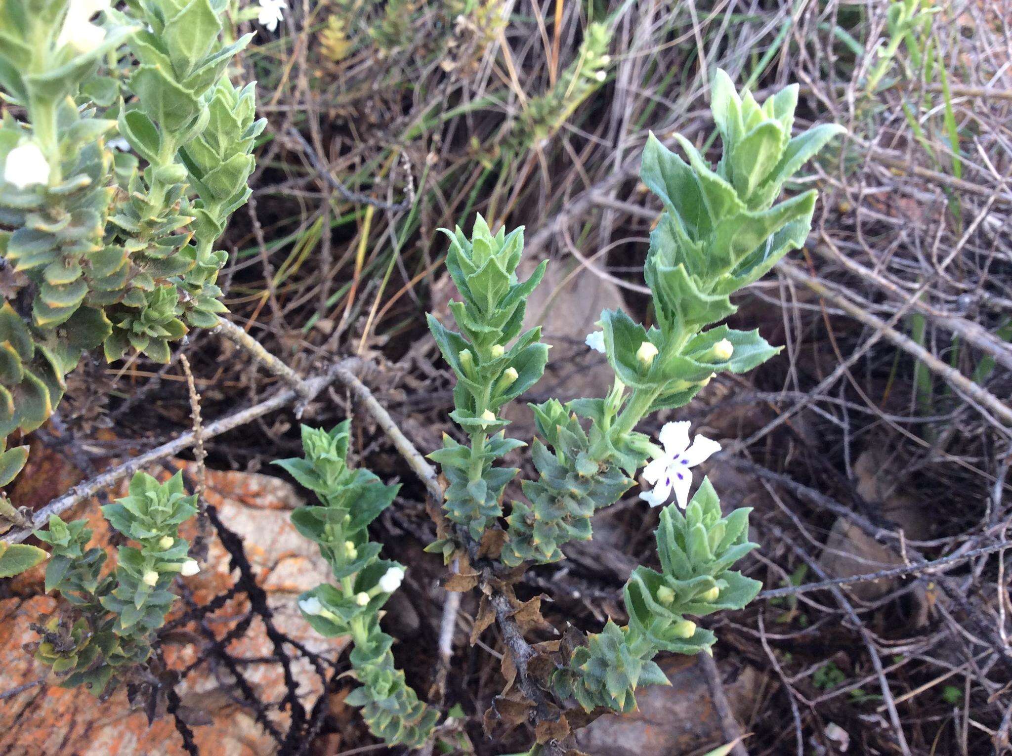 Plancia ëd Oftia africana (L.) Bocq. ex Baill.