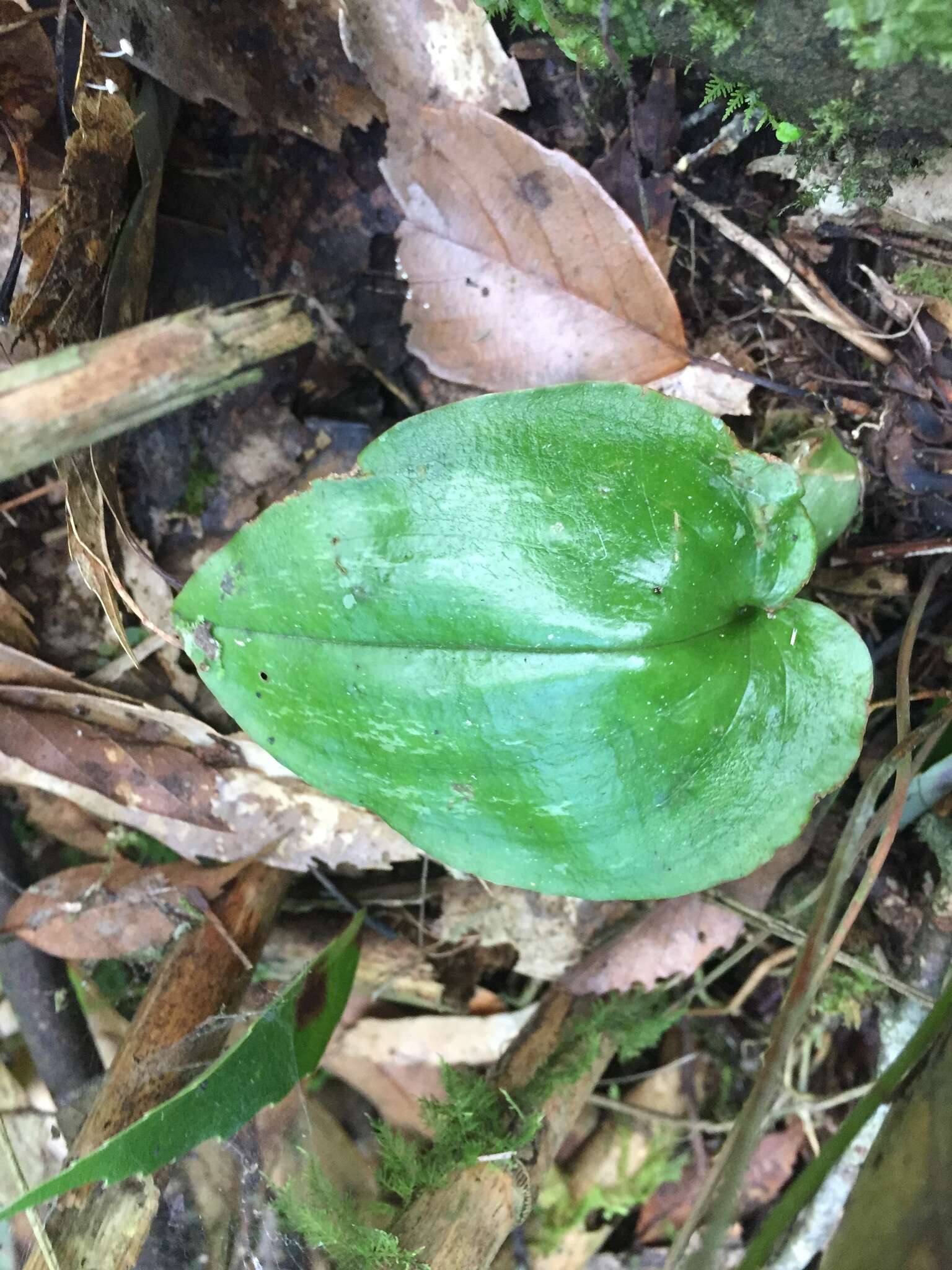 Imagem de Liparis cordifolia Hook. fil.