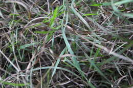 Image of Weeping Grass