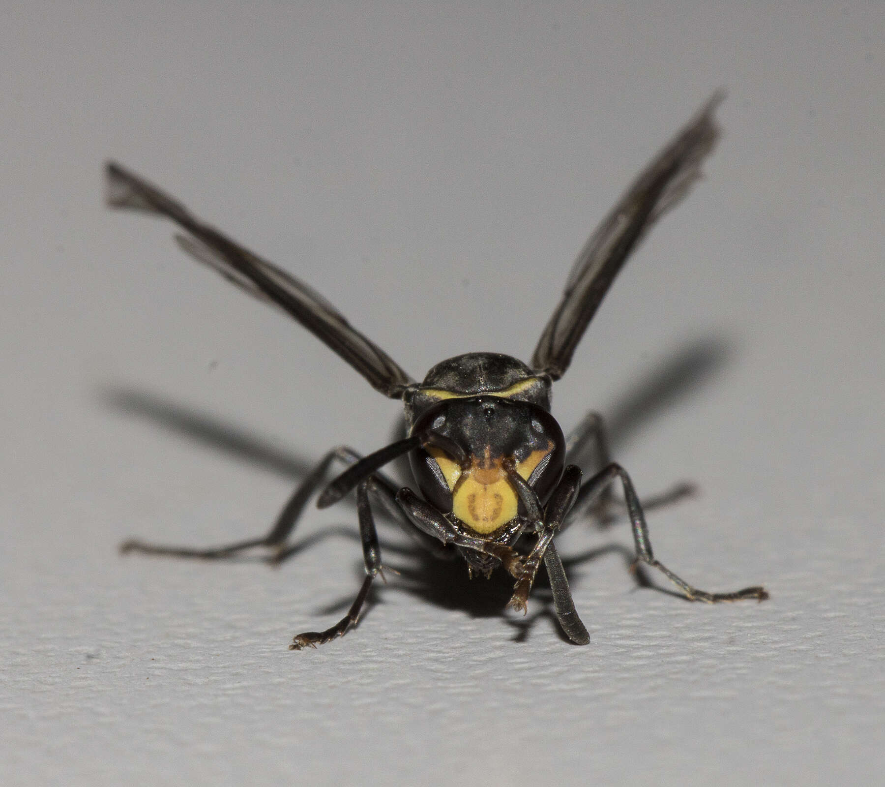 Image of Polybia ruficeps xanthops Richards 1978