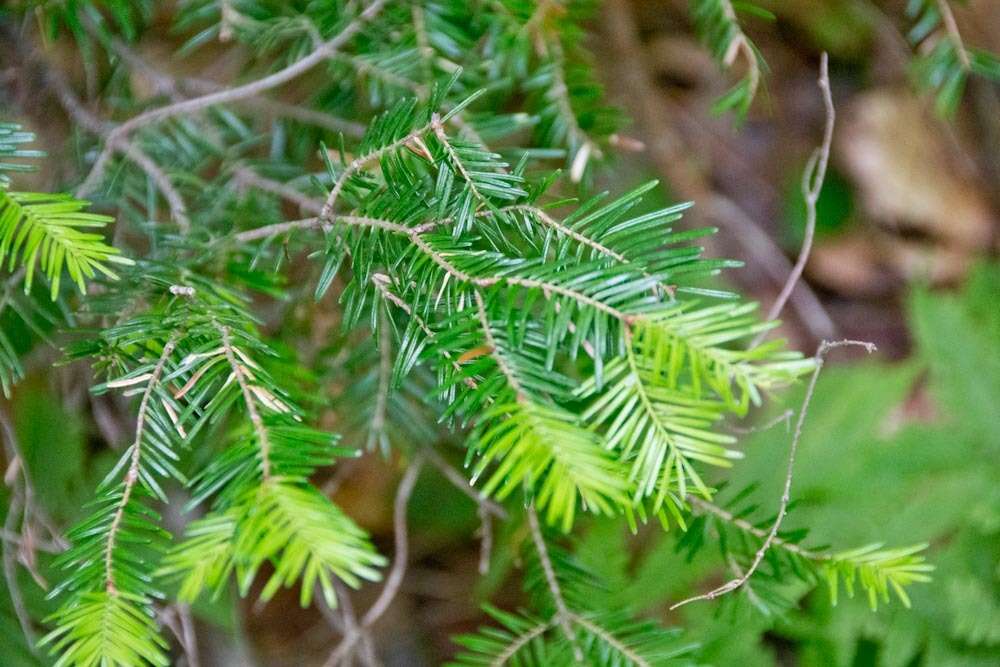 Imagem de Abies balsamea (L.) Mill.