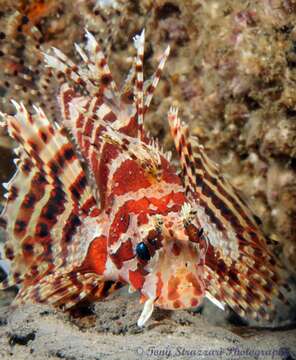 Image of Dwarf lionfish