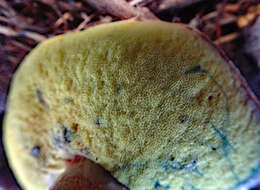 Image of Boletus leptospermi McNabb 1968