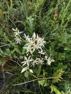 Image of Sericocarpus tortifolius (Michx.) Nees