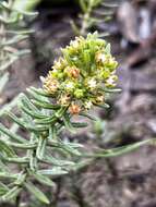 Image of Schizoglossum bidens E. Mey.