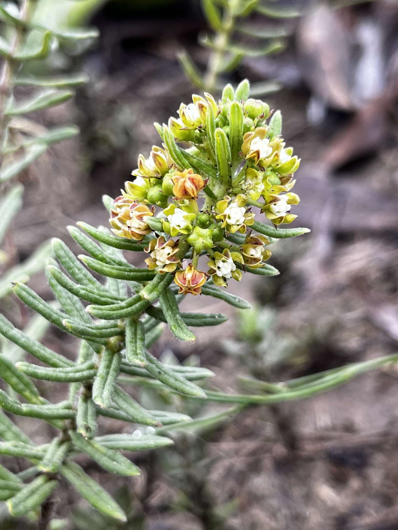 Schizoglossum bidens E. Mey.的圖片