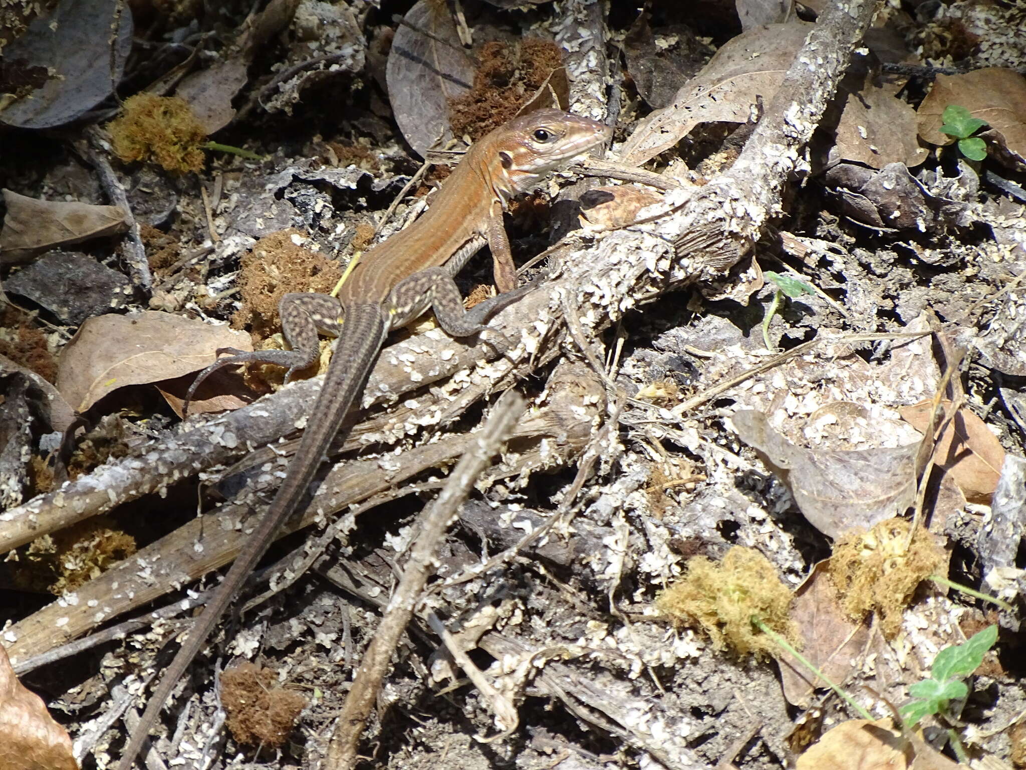 Plancia ëd Aspidoscelis guttatus (Wiegmann 1834)