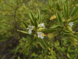 Image of Lepechinia yecorana Henrickson, Fishbein & T. Van Devender
