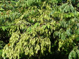 Image of Ventilago madraspatana Gaertn.