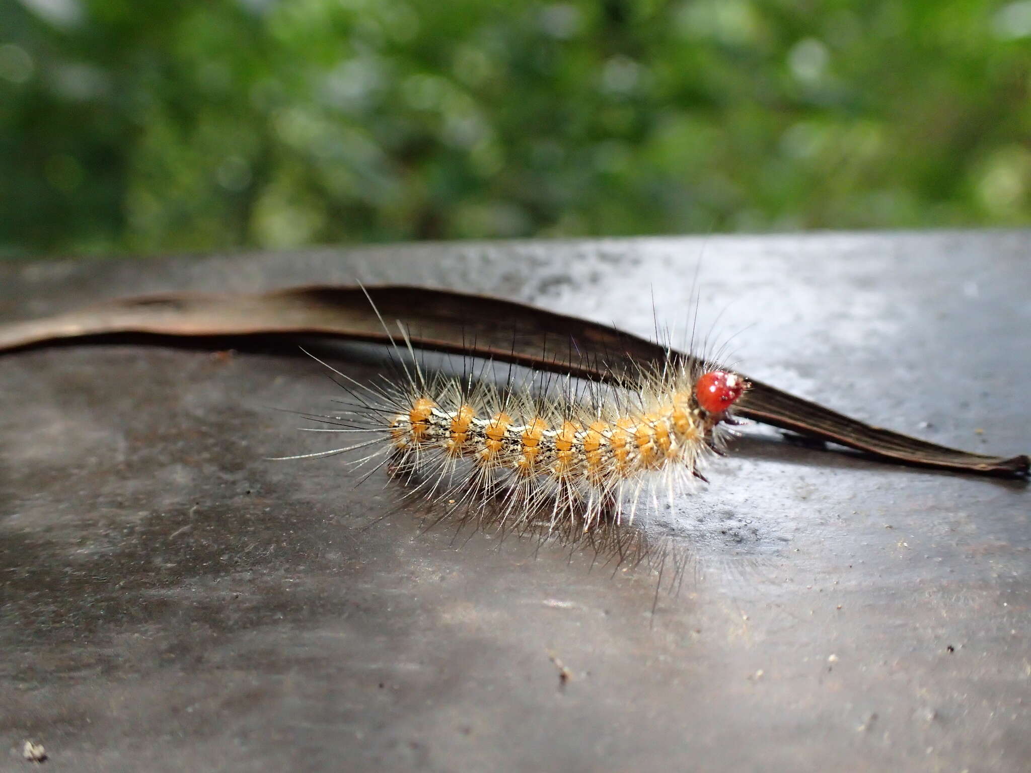 Image of <i>Lemyra imparilis</i>