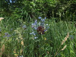 Image of Allium caeruleum Pall.