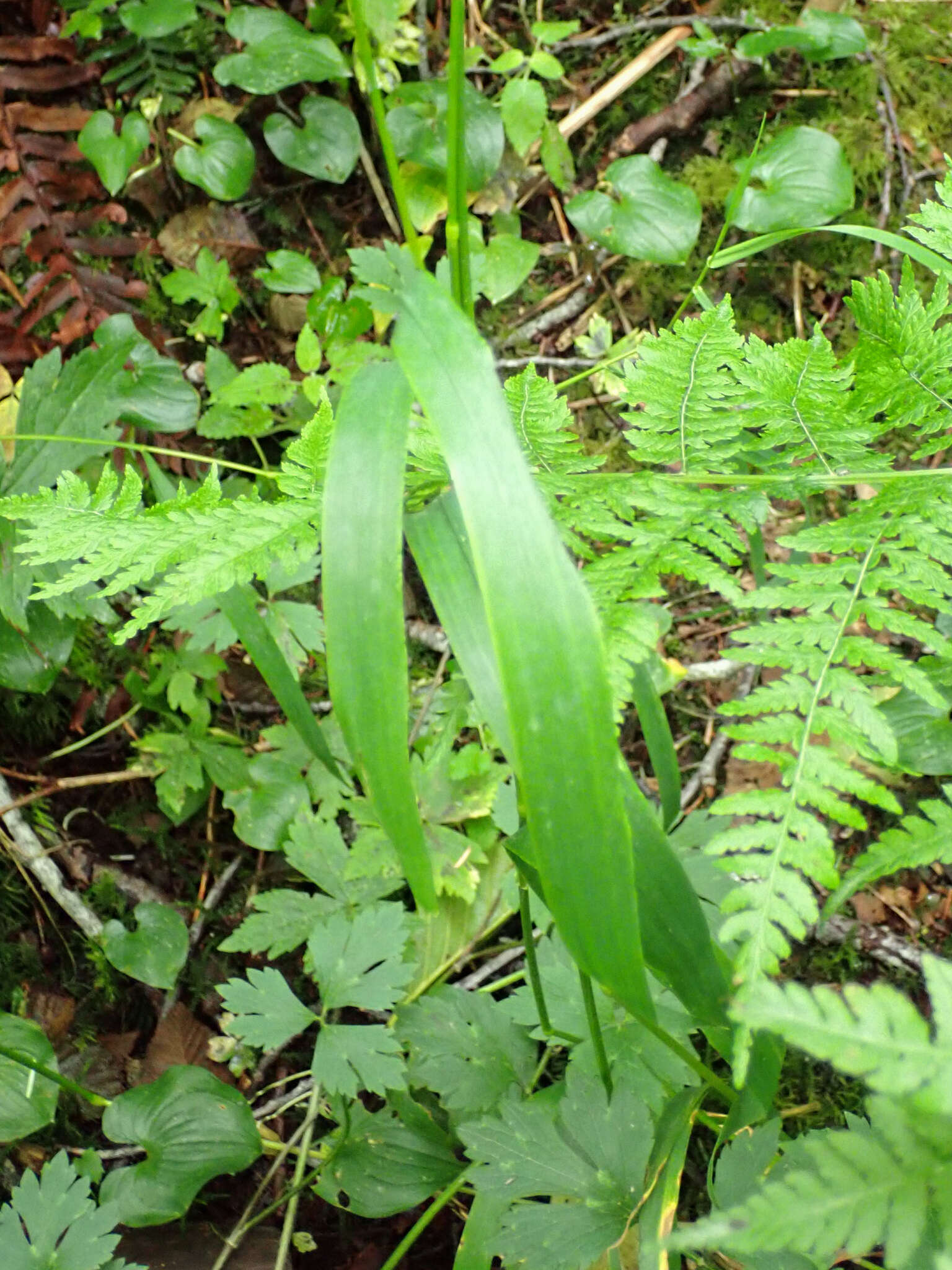 Imagem de Elymus hirsutus J. Presl