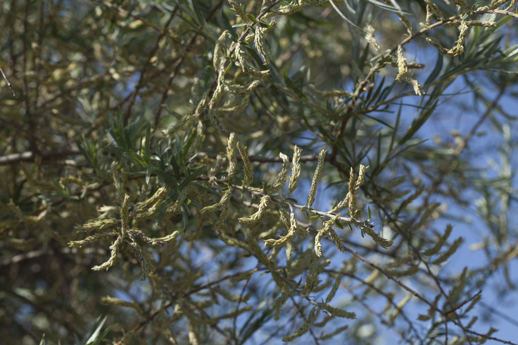 Image of Salix wilhelmsiana M. Bieb.
