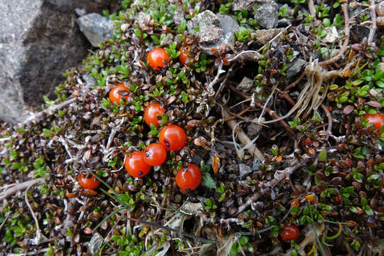 Image of Coprosma perpusilla Colenso