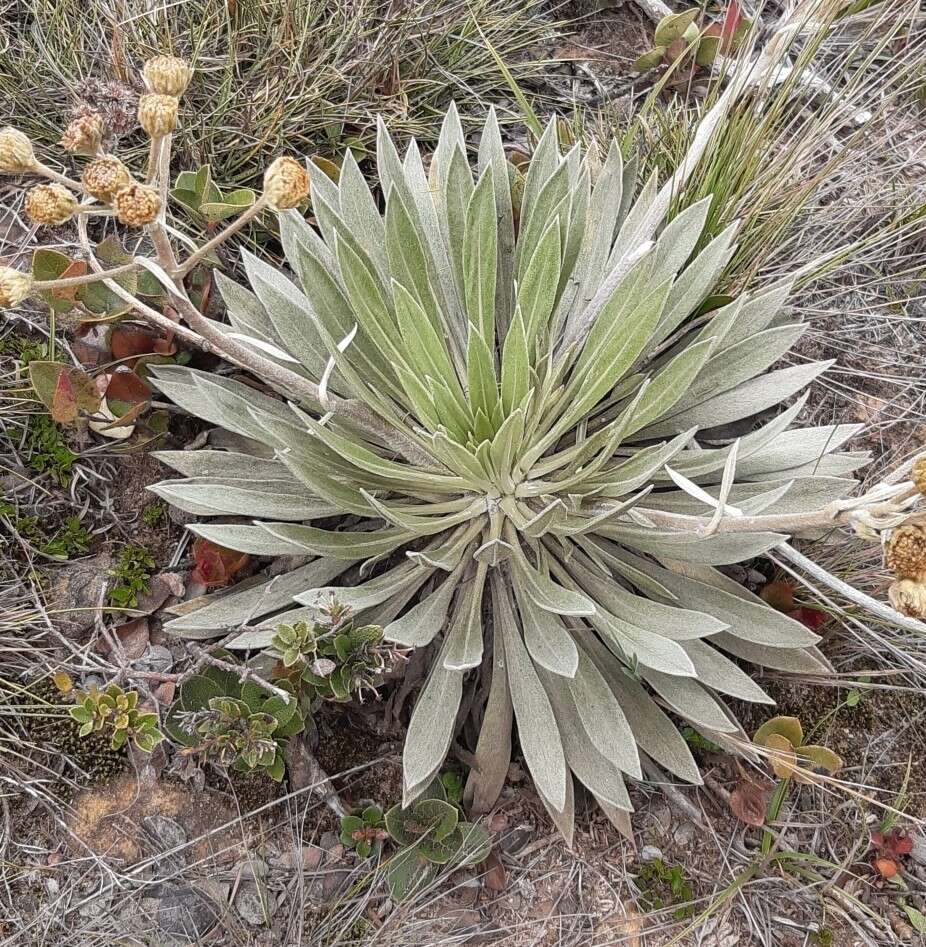 Image of Espeletiopsis funckii (Sch. Bip. ex Wedd.) J. Cuatrec.