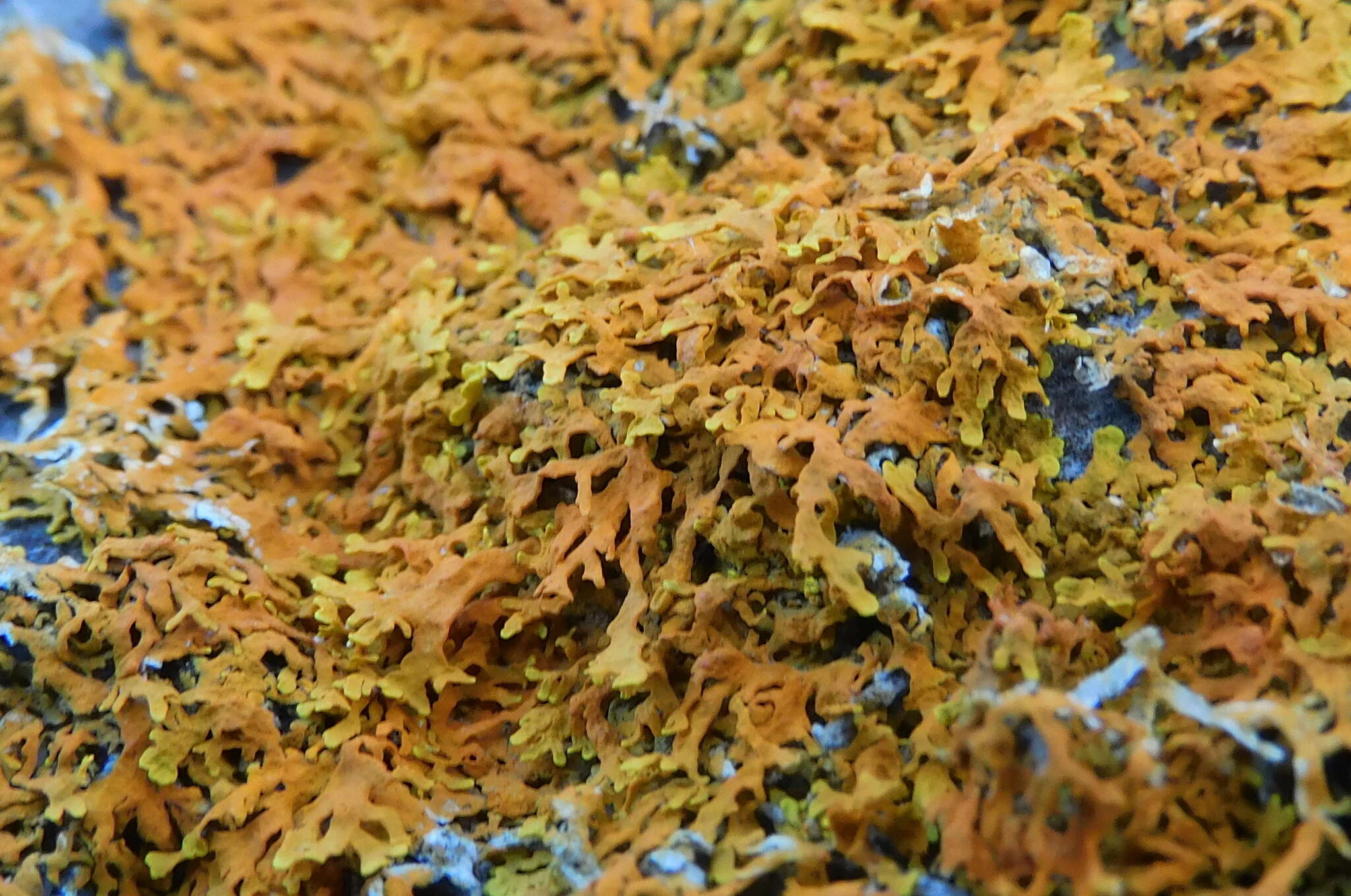 Image of Xanthoria aureola (Ach.) Erichsen