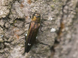 Image of Oak Splendor Beetle