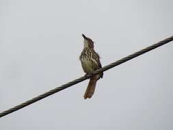 صورة Toxostoma longirostre (Lafresnaye 1838)