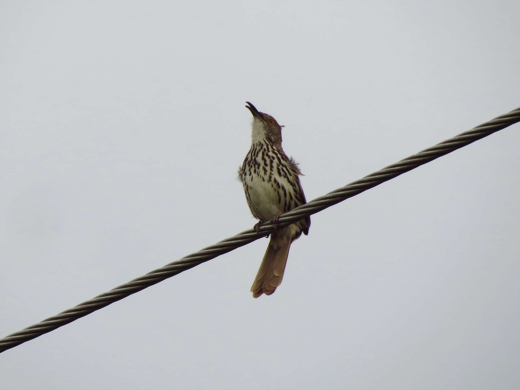 Image of Long-billed Thrasher