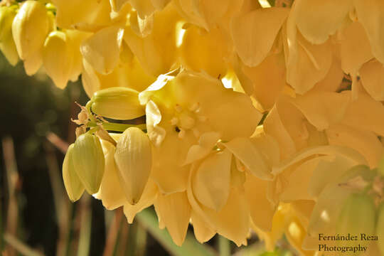 Image of Yucca capensis L. W. Lenz