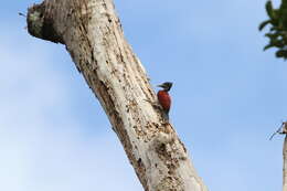 Image of Crimson-backed Flameback