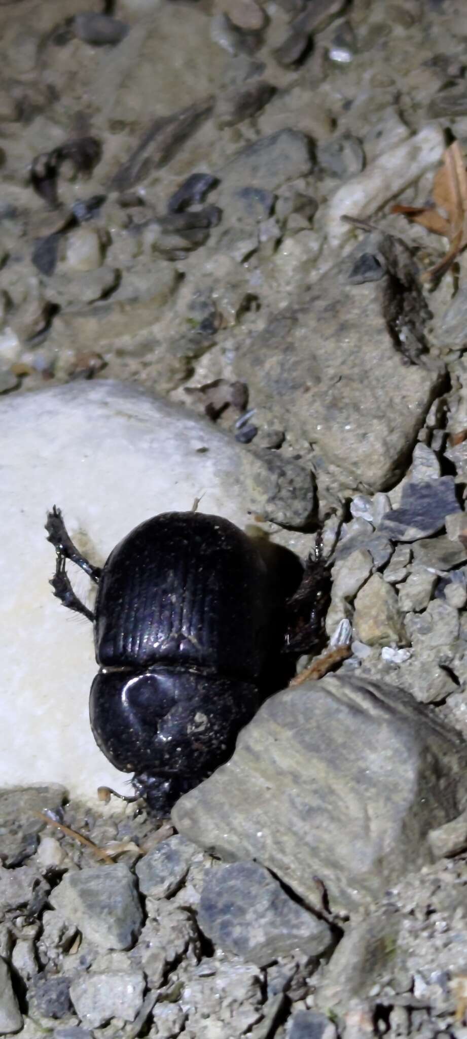 Image of Phelotrupes (Eogeotrupes) formosanus (Miwa 1930)