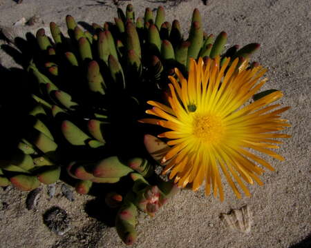 Image of Jordaaniella cuprea (L. Bol.) H. E. K. Hartm.