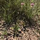 Sivun Polygala longicaulis Kunth kuva