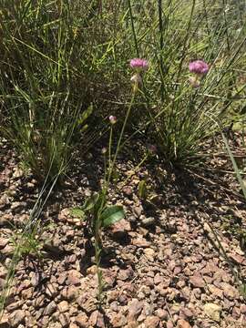 Sivun Polygala longicaulis Kunth kuva