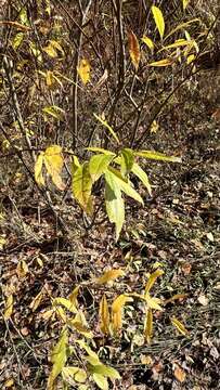 Image of Salix rhamnifolia Pall.