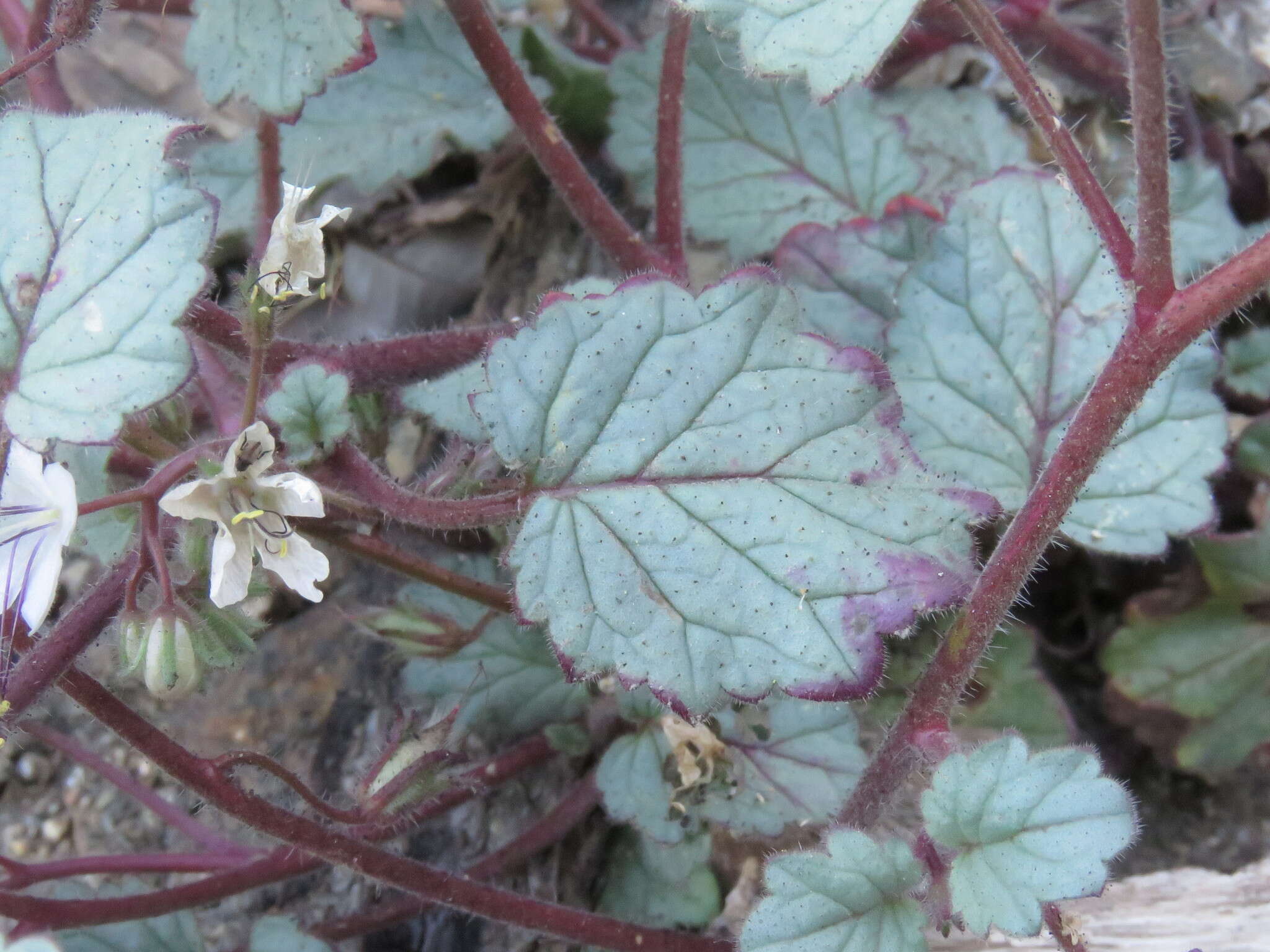 Image of longstalk phacelia